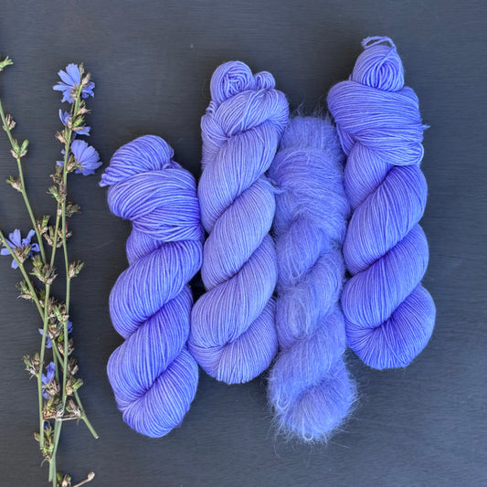 Chicory