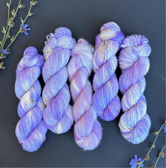 Autumn Aster