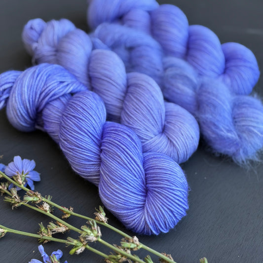Chicory