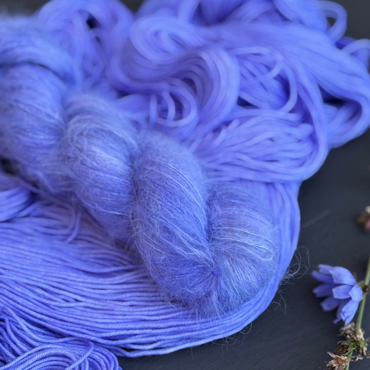Chicory