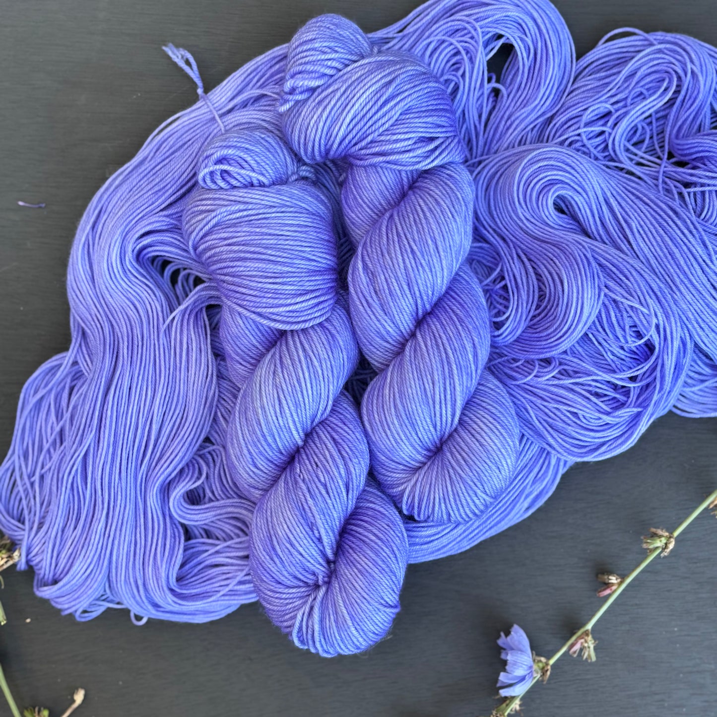 Chicory