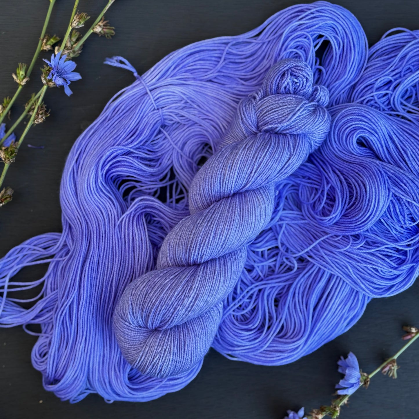 Chicory